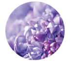 lavendar flowers