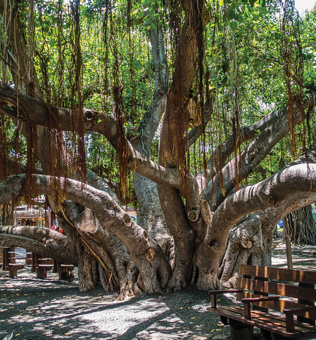 tree