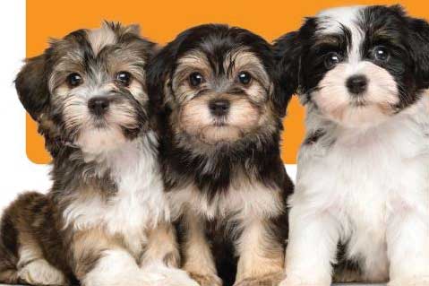 Top-5 Ways To Profit From Selling Pet-Related Promos